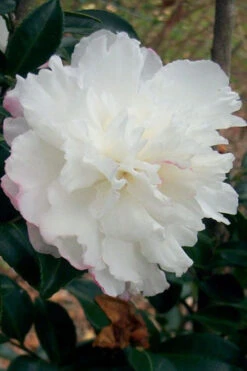 October Magic Snow Camellia - 7 Gallon Pot
