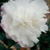 October Magic Snow Camellia - 2.5 Quart Pot -Bush Sale Shop Camellia October Magic Snow 5