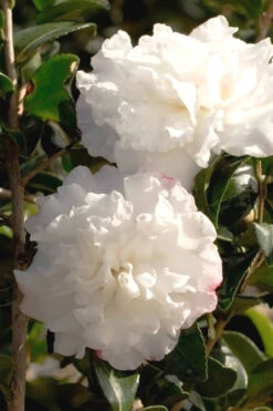 October Magic Snow Camellia - 2.5 Quart Pot 9 October Magic Snow Camellia - 2.5 Quart Pot -Bush Sale Shop Camellia October Magic Snow 500x750 1