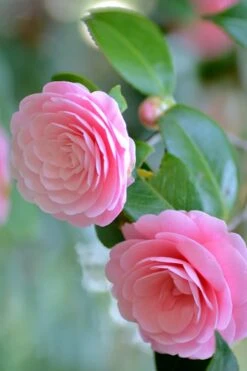 Otome Pink Camellia Japonica - 3 Gallon Pot 11 Otome Pink Camellia Japonica - 3 Gallon Pot -Bush Sale Shop Camellia Otome 1 1
