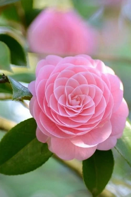 Otome Pink Camellia Japonica - 1 Gallon Pot 6 Otome Pink Camellia Japonica - 1 Gallon Pot - Image 4
