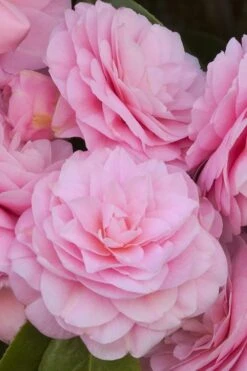 Pearl Maxwell Camellia Japonica - 3 Gallon Pot 13 Pearl Maxwell Camellia Japonica - 3 Gallon Pot -Bush Sale Shop Camellia Pearl Maxwell 10