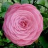 Pearl Maxwell Camellia Japonica - 3 Gallon Pot