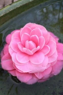 Pearl Maxwell Camellia Japonica - 3 Gallon Pot 12 Pearl Maxwell Camellia Japonica - 3 Gallon Pot -Bush Sale Shop Camellia Pearl Maxwell 5