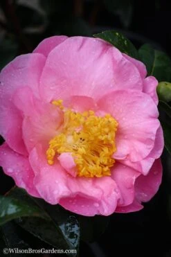 Autumn Pink Icicle Cold Hardy Camellia - 3 Gallon Pot -Bush Sale Shop Camellia Pink Icicle 20