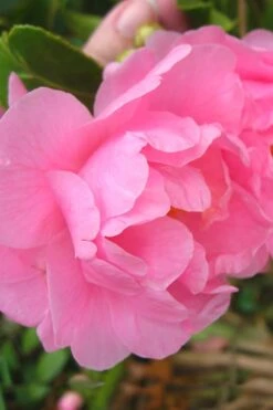 Autumn Pink Icicle Cold Hardy Camellia - 3 Gallon Pot -Bush Sale Shop Camellia Pink Icicle 6
