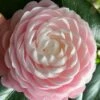 Pink Perfection Camellia Japonica - 2 Gallon Pot