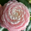 Pink Perfection Camellia Japonica - 2.5 Quart Pot 2 Pink Perfection Camellia Japonica - 2.5 Quart Pot -Bush Sale Shop Camellia Pink Perfection 26 4