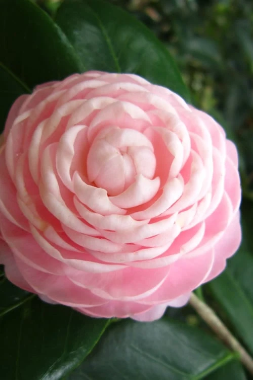 Pink Perfection Camellia Japonica - 3 Gallon Pot 6 Pink Perfection Camellia Japonica - 3 Gallon Pot - Image 4
