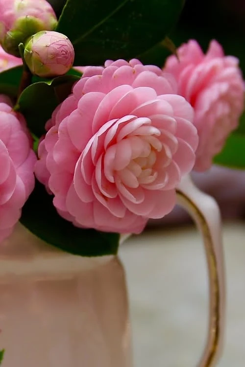 Pink Perfection Camellia Japonica - 2 Gallon Pot 7 Pink Perfection Camellia Japonica - 2 Gallon Pot - Image 5