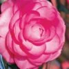 Pink Princess Camellia Japonica - 3 Gallon Pot 2 Pink Princess Camellia Japonica - 3 Gallon Pot -Bush Sale Shop Camellia Pink Princess 1