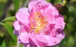 Pink Stella Camellia Sasanqua - 2 Gallon Pot 9 Pink Stella Camellia Sasanqua - 2 Gallon Pot -Bush Sale Shop Camellia Pink Stella