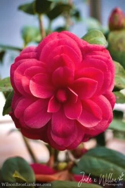 Purple Dawn Camellia Japonica - 3 Gallon Pot 9 Purple Dawn Camellia Japonica - 3 Gallon Pot -Bush Sale Shop Camellia Purple Dawn JW 1