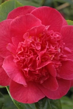 Red Fellow Camellia Japonica - 1 Gallon Pot 9 Red Fellow Camellia Japonica - 1 Gallon Pot -Bush Sale Shop Camellia Red Fellow 1