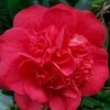 Red Fellow Camellia Japonica - 3 Gallon Pot 2 Red Fellow Camellia Japonica - 3 Gallon Pot -Bush Sale Shop Camellia Red Fellow 2 1