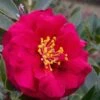 Reverend Ida Red ShiShi Gashira Dwarf Camellia Sasanqua - 1 Gallon Pot 2 Reverend Ida Red ShiShi Gashira Dwarf Camellia Sasanqua - 1 Gallon Pot -Bush Sale Shop Camellia Reverend Ida 1 1