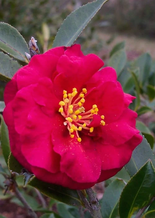 Reverend Ida Red ShiShi Gashira Dwarf Camellia Sasanqua - 1 Gallon Pot 3 Reverend Ida Red ShiShi Gashira Dwarf Camellia Sasanqua - 1 Gallon Pot