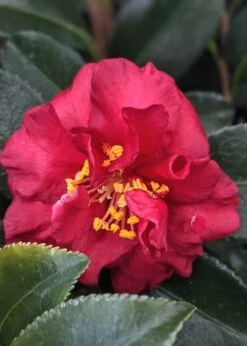 Reverend Ida Red ShiShi Gashira Dwarf Camellia Sasanqua - 1 Gallon Pot 9 Reverend Ida Red ShiShi Gashira Dwarf Camellia Sasanqua - 1 Gallon Pot -Bush Sale Shop Camellia Reverend Ida 3 1
