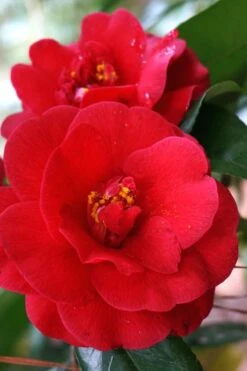 Rosehill Red Camellia - 3 Gallon Pot 9 Rosehill Red Camellia - 3 Gallon Pot -Bush Sale Shop Camellia Rose Hill Red 2