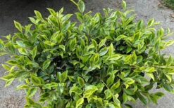Royal Flush Shi Shi Variegated Camellia Sasanqua - 1 Gallon Pot 9 Royal Flush Shi Shi Variegated Camellia Sasanqua - 1 Gallon Pot -Bush Sale Shop Camellia Royal Flush Shi Shi 2