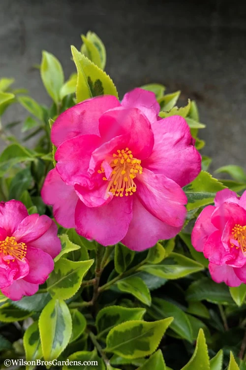 Royal Flush Shi Shi Variegated Camellia Sasanqua - 1 Gallon Pot 3 Royal Flush Shi Shi Variegated Camellia Sasanqua - 1 Gallon Pot