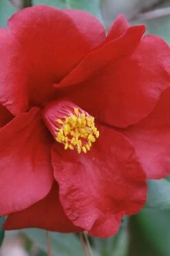 Royal Velvet Red Camellia Japonica - 7 Gallon Pot 11 Royal Velvet Red Camellia Japonica - 7 Gallon Pot -Bush Sale Shop Camellia Royal Velvet 2 1