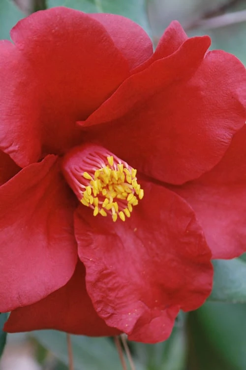 Royal Velvet Red Camellia Japonica - 7 Gallon Pot 7 Royal Velvet Red Camellia Japonica - 7 Gallon Pot - Image 5