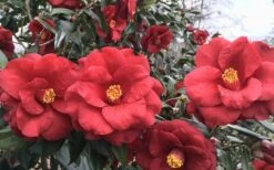 Royal Velvet Red Camellia Japonica - 7 Gallon Pot 10 Royal Velvet Red Camellia Japonica - 7 Gallon Pot -Bush Sale Shop Camellia Royal Velvet 3 1