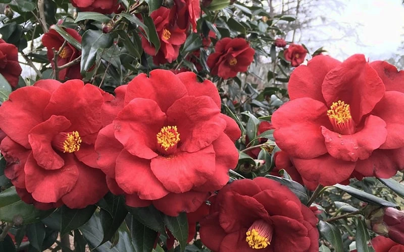 Royal Velvet Red Camellia Japonica - 7 Gallon Pot 6 Royal Velvet Red Camellia Japonica - 7 Gallon Pot - Image 4