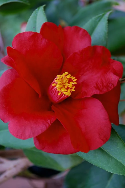 Royal Velvet Red Camellia Japonica - 7 Gallon Pot 3 Royal Velvet Red Camellia Japonica - 7 Gallon Pot