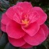Rutledge Minnix Camellia Japonica - 3 Gallon Pot 2 Rutledge Minnix Camellia Japonica - 3 Gallon Pot -Bush Sale Shop Camellia Rutledge Minnix 1