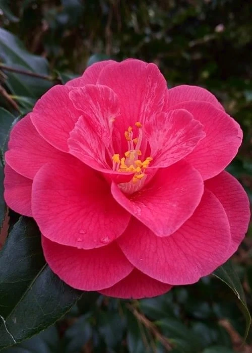 Rutledge Minnix Camellia Japonica - 3 Gallon Pot 3 Rutledge Minnix Camellia Japonica - 3 Gallon Pot