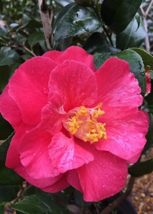Rutledge Minnix Camellia Japonica - 3 Gallon Pot 6 Rutledge Minnix Camellia Japonica - 3 Gallon Pot - Image 4