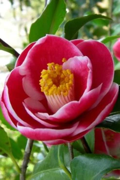 Sadaharu Oh Camellia - 7 Gallon Pot (3-4') 15 Sadaharu Oh Camellia - 7 Gallon Pot (3-4') -Bush Sale Shop Camellia Sadaharu Oh 6