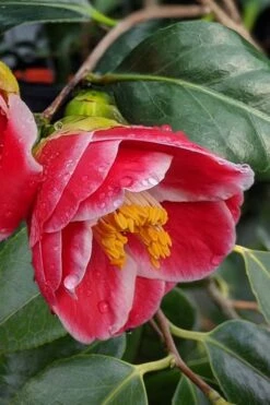 Sadaharu Oh Camellia - 7 Gallon Pot (3-4') 14 Sadaharu Oh Camellia - 7 Gallon Pot (3-4') -Bush Sale Shop Camellia Sadaharu Oh 7