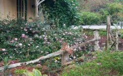 Sarrel Dwarf Camellia Sasanqua - 1 Gallon Pot 9 Sarrel Dwarf Camellia Sasanqua - 1 Gallon Pot -Bush Sale Shop Camellia Sarrel 5