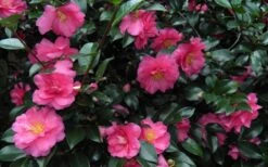 Shishi Gashira Dwarf Camellia Sasanqua - 6 Pack Of 1 Gallon Pots 16 Shishi Gashira Dwarf Camellia Sasanqua - 6 Pack Of 1 Gallon Pots -Bush Sale Shop Camellia Shishi Gashira 24 4