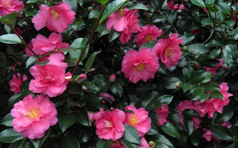 Shishi Gashira Dwarf Camellia Sasanqua - 2 Gallon Pot 9 Shishi Gashira Dwarf Camellia Sasanqua - 2 Gallon Pot - Image 7
