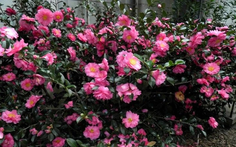 Shishi Gashira Dwarf Camellia Sasanqua - 6 Pack Of 1 Gallon Pots 10 Shishi Gashira Dwarf Camellia Sasanqua - 6 Pack Of 1 Gallon Pots - Image 8