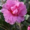 Showa No Sakae Dwarf Camellia Sasanqua - 1 Gallon Pot -Bush Sale Shop Camellia Showa No Sakae 11