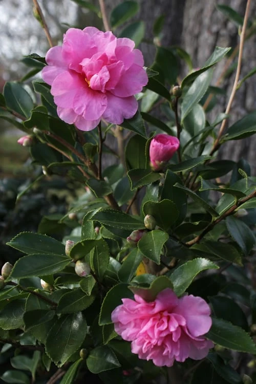 Showa No Sakae Dwarf Camellia Sasanqua - 3 Gallon Pot 7 Showa No Sakae Dwarf Camellia Sasanqua - 3 Gallon Pot - Image 5