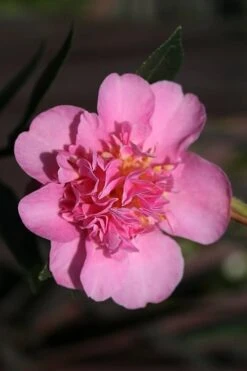 Showa No Sakae Dwarf Camellia Sasanqua - 3 Gallon Pot 13 Showa No Sakae Dwarf Camellia Sasanqua - 3 Gallon Pot -Bush Sale Shop Camellia Showa No Sakae 13 1