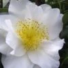 Silver Waves Camellia Japonica - 1 Gallon Pot 2 Silver Waves Camellia Japonica - 1 Gallon Pot -Bush Sale Shop Camellia Silver Waves 1