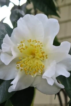 Silver Waves Camellia Japonica - 3 Gallon Pot 10 Silver Waves Camellia Japonica - 3 Gallon Pot -Bush Sale Shop Camellia Silver Waves 6 1
