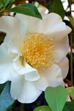 Silver Waves Camellia Japonica - 3 Gallon Pot 11 Silver Waves Camellia Japonica - 3 Gallon Pot -Bush Sale Shop Camellia Silver Waves 7 1
