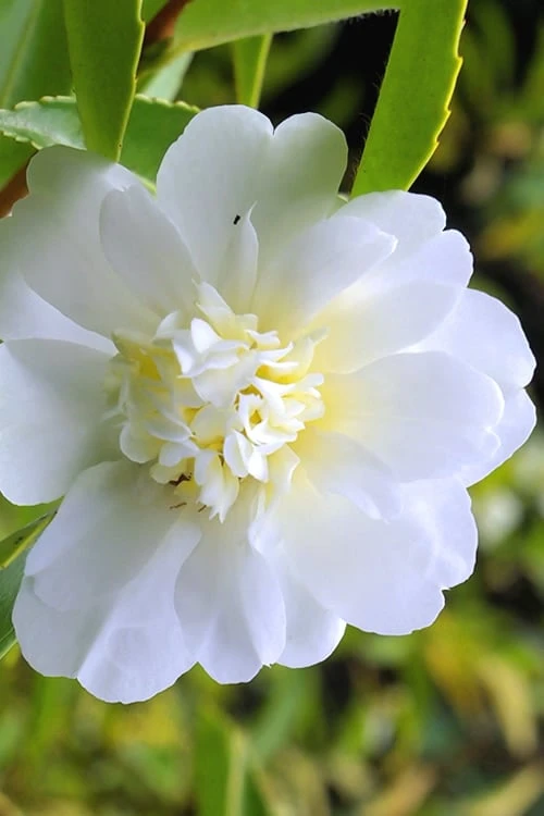 Snow Flurry Cold Hardy Camellia Hybrid - 1 Gallon Pot 3 Snow Flurry Cold Hardy Camellia Hybrid - 1 Gallon Pot