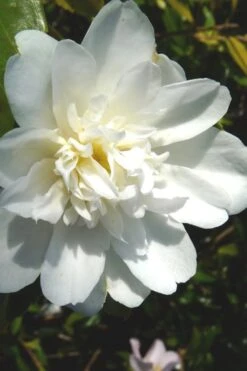Snow Flurry Cold Hardy Camellia Hybrid - 3 Gallon Pot 12 Snow Flurry Cold Hardy Camellia Hybrid - 3 Gallon Pot -Bush Sale Shop Camellia Snow Flurry 2