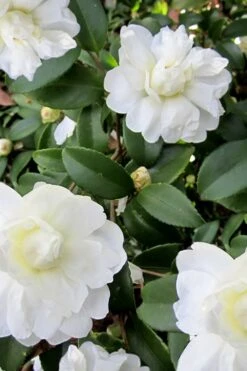 Snow Flurry Cold Hardy Camellia Hybrid - 1 Gallon Pot 15 Snow Flurry Cold Hardy Camellia Hybrid - 1 Gallon Pot -Bush Sale Shop Camellia Snow Flurry 6 1