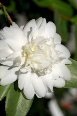 Snow Flurry Cold Hardy Camellia Hybrid - 3 Gallon Pot 13 Snow Flurry Cold Hardy Camellia Hybrid - 3 Gallon Pot -Bush Sale Shop Camellia Snow Flurry 8