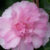 Sarrel Dwarf Camellia Sasanqua - 1 Gallon Pot -Bush Sale Shop Camellia Sorrel 1